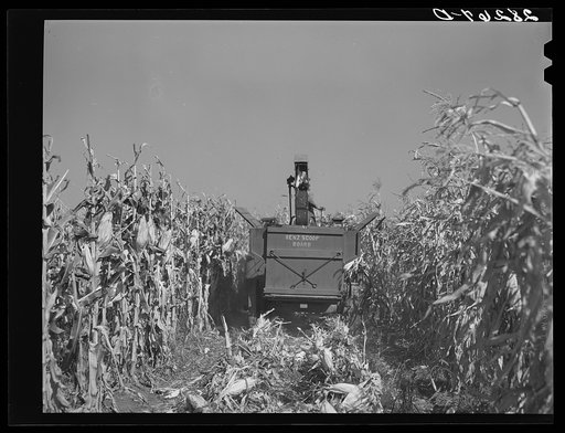Untitled photo, possibly related to: Mechanical corn picker. Robinson farm, Marshall County, Iowa