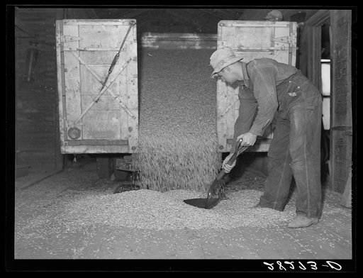 Unloading shelled corn at elevator. Grundy Center, Iowa. Farmers' cooperative elevator