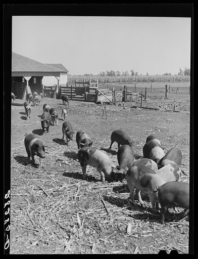 Untitled photo, possibly related to: Poland China hogs on Luther Passmore farm. Polk County, Iowa