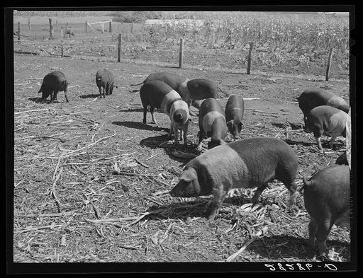 Untitled photo, possibly related to: Poland China hogs on Luther Passmore farm. Polk County, Iowa