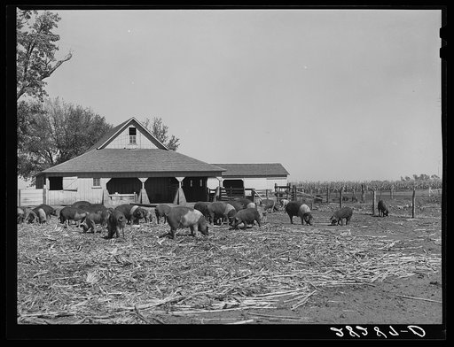 Poland China hogs on Luther Passmore farm. Polk County, Iowa