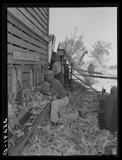 Untitled photo, possibly related to: Emptying corn-cribs in order to shell corn. Passmore farm, Polk County, Iowa