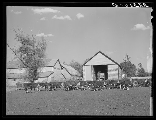 Feeder cattle on Plager farm. Grundy County, Iowa