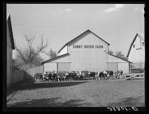 Untitled photo, possibly related to: Feeder cattle on Wilber Plager's farm. Grundy County, Iowa