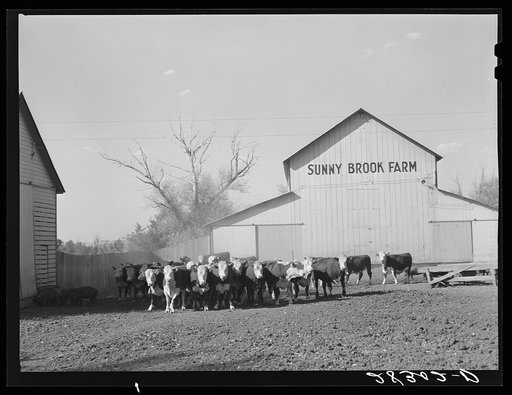 Untitled photo, possibly related to: Feeder cattle on Wilber Plager's farm. Grundy County, Iowa