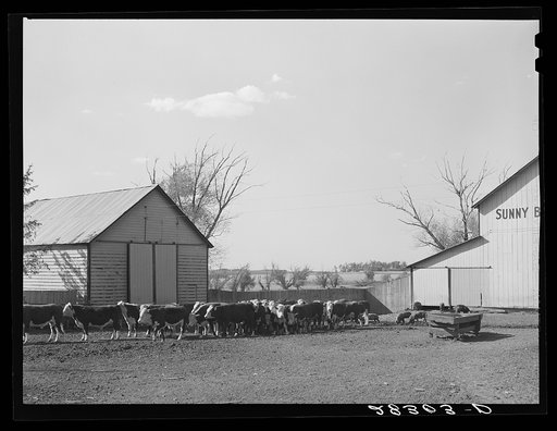 Untitled photo, possibly related to: Feeder cattle on Wilber Plager's farm. Grundy County, Iowa