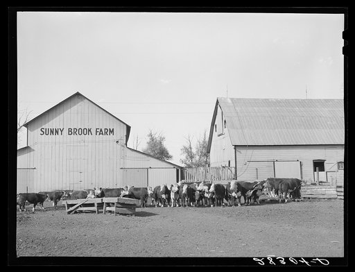 Feeder cattle on Wilber Plager's farm. Grundy County, Iowa
