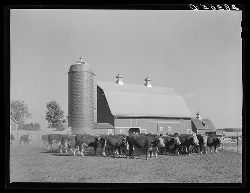 Feeder cattle. Fred Coulter farm, Grundy County, Iowa