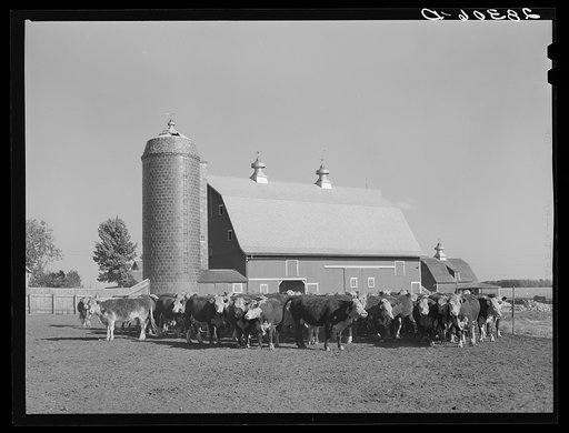 Untitled photo, possibly related to: Feeder cattle. Fred Coulter farm, Grundy County, Iowa
