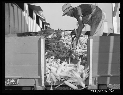 Untitled photo, possibly related to: Ears of hybrid seed corn are unloaded at sorting plant. Reinbeck, Iowa