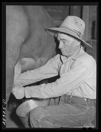 Andy Bahain, FSA (Farm Security Administration) borrower milking a cow on his farm near Kersey, Colorado