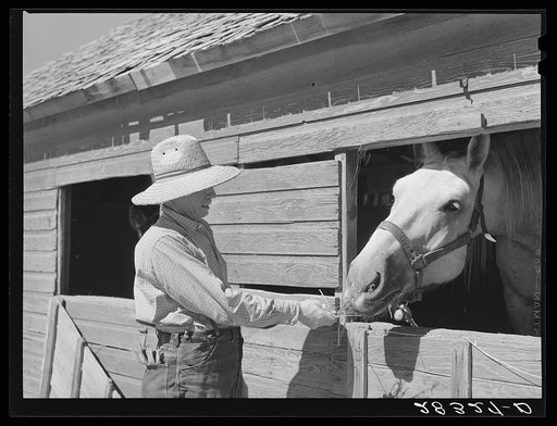 Andy Bahain, FSA (Farm Security Administration) borrower, feeds horses on his farm near Kersey, Colorado