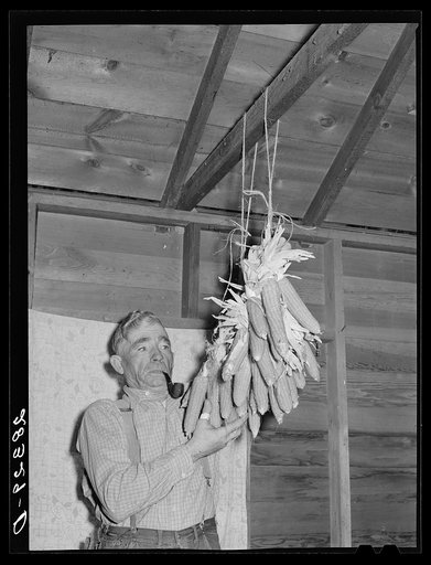 Andy Bahain, FSA (Farm Security Administration) borrower, holding seed corn in the barn of his farm near Kersey, Colorado