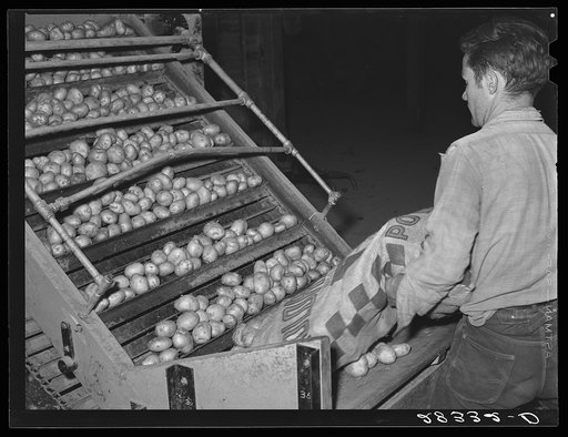 Potatoes from the fields are dumped into washing and grading machine. Monte Vista, Colorado