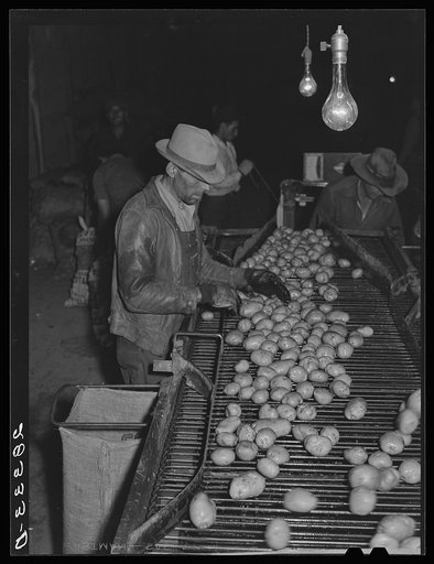 Inspecting washed potatoes. Monte Vista, Colorado