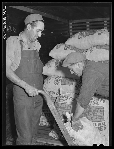 Potatoes are loaded into freight cars for shipment. Monte Vista, Colorado