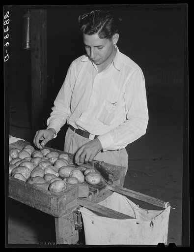 Department of Agriculture inspector grading potatoes. Monte Vista, Colorado