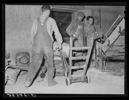 Potatoes are brought in for washing and inspection. Monte Vista, Colorado