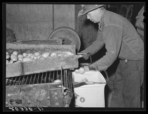 Untitled photo, possibly related to: Potatoes. Monte Vista, Colorado