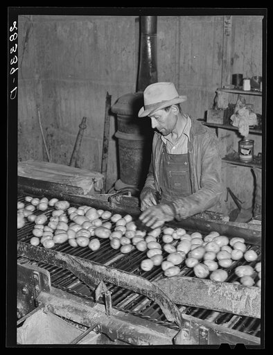Washed potatoes are inspected. Monte Vista, Colorado
