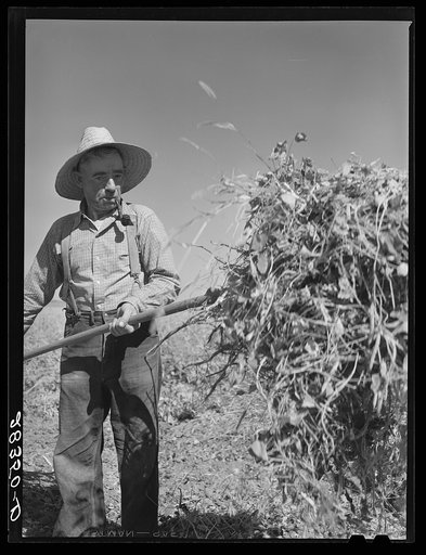 Untitled photo, possibly related to: Andy Bahain, FSA (Farm Security Administration) borrower, harvesting beans on his farm near Kersey, Colorado
