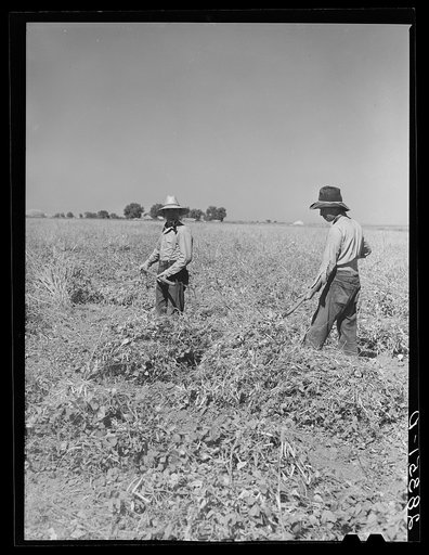 Andy Bahain, FSA (Farm Security Administration) borrower, and helper harvesting beans on his farm near Kersey, Colorado