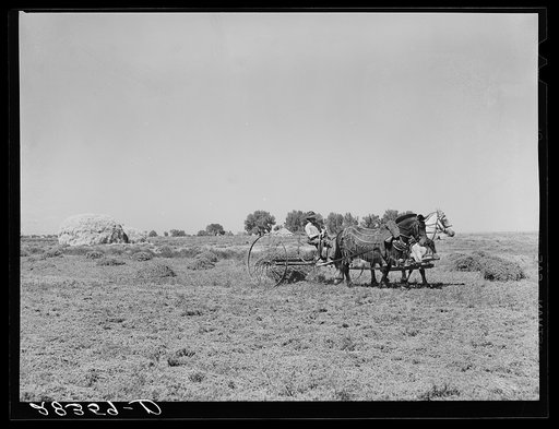 Haying scene on the farm on FSA (Farm Security Administration) borrower Andy Bahain near Kersey, Colorado