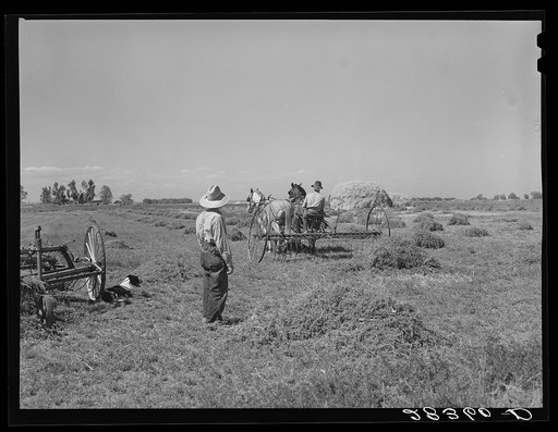 Haying scene on the farm on FSA (Farm Security Administration) borrower Andy Bahain near Kersey, Colorado