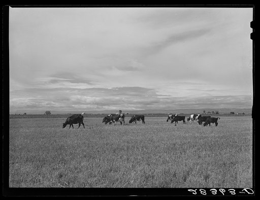 Dairy herding on alfalfa. San Luis Valley, Colorado