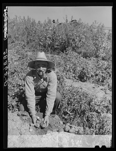 Andy Bahain, FSA (Farm Security Administration) borrower, showing some of the potatoes produced on his farm near Kersey, Colorado