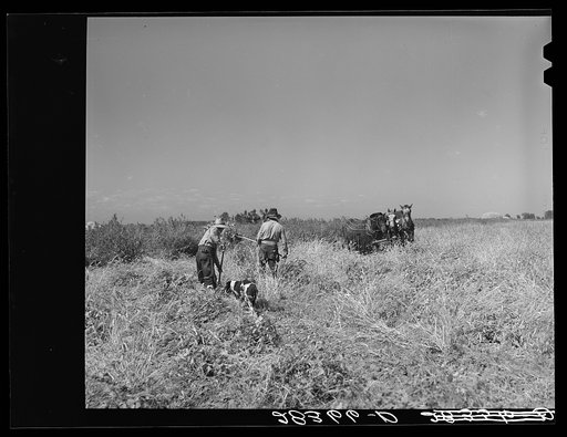 Untitled photo, possibly related to: Haying scene on the farm on FSA (Farm Security Administration) borrower Andy Bahain near Kersey, Colorado