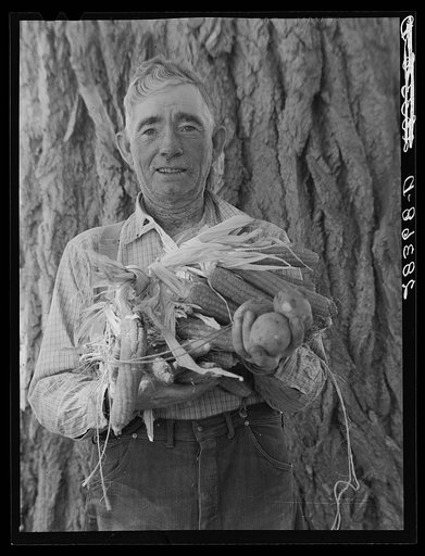 Untitled photo, possibly related to: Andy Bahain, FSA (Farm Security Administration) borrower near Kersey, Colorado, with corn and potatoes