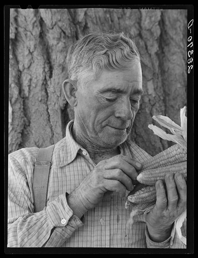 Andy Bahain, FSA (Farm Security Administration) borrower near Kersey, Colorado, with seed corn