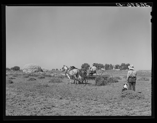 Untitled photo, possibly related to: Haying scene on the farm on FSA (Farm Security Administration) borrower Andy Bahain near Kersey, Colorado