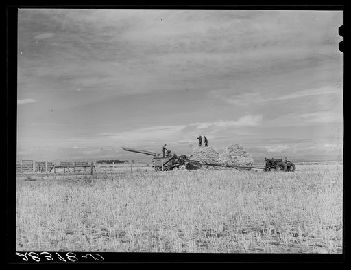 Grain threshing outfit in operation on San Luis Valley Farms, Colorado