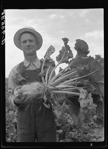 Milton Robinson, a FSA (Farm Security Administration) borrower, holding sugar beet on his farm near Greeley, Colorado