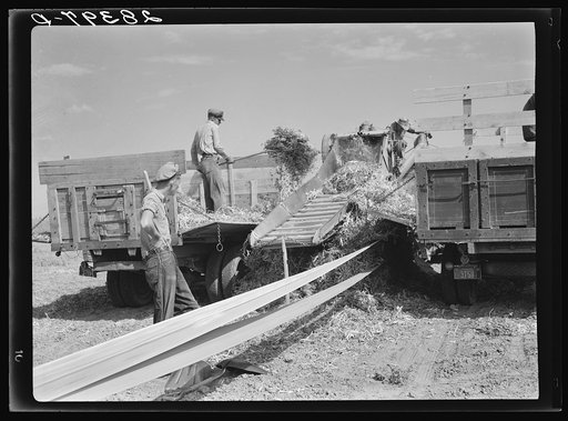 Combining beans in Mesa County, Colorado