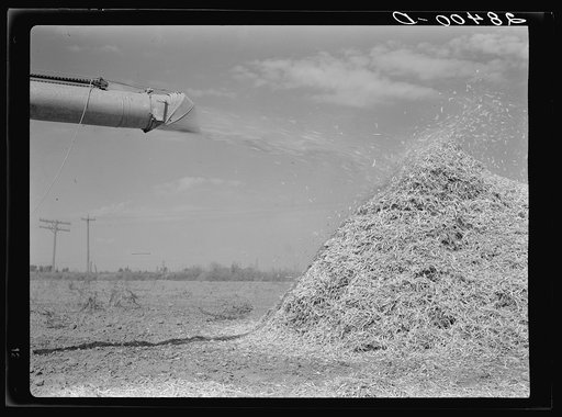 Chaff from thresher. Weld County, Colorado