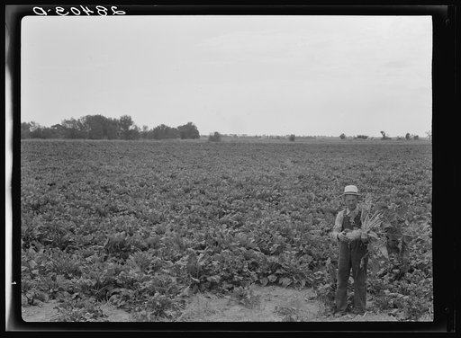Untitled photo, possibly related to: Milton Robinson, a FSA (Farm Security Administration) borrower, holding sugar beet on his farm near Greeley, Colorado