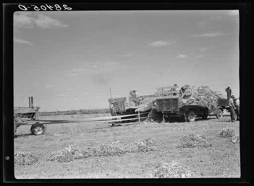 Untitled photo, possibly related to: Threshing soybeans. Weld County, Colorado