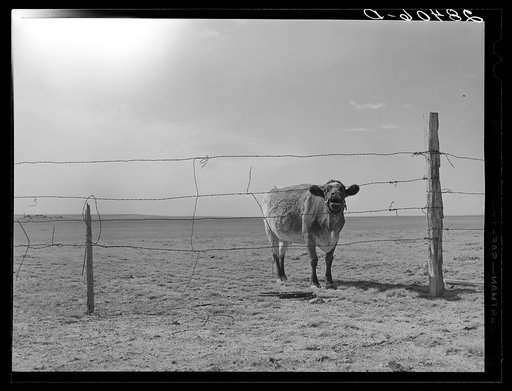 Untitled photo, possibly related to: Arid land. Weld County, Colorado