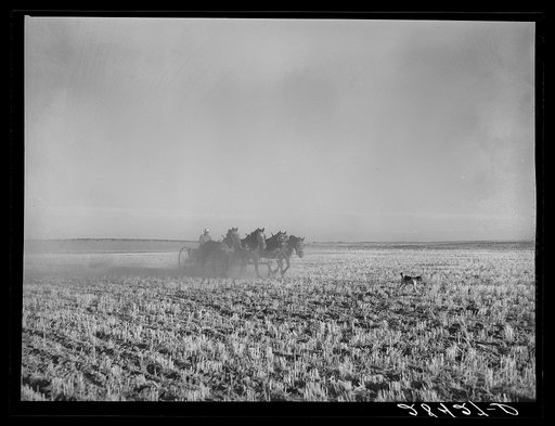 FSA (Farm Security Administration) borrower Fred Schmmeckle, drilling wheat on his dry-land farm. Weld County, Colorado