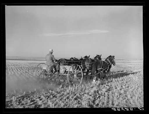 Untitled photo, possibly related to: FSA (Farm Security Administration) borrower Fred Schmmeckle, drilling wheat on his dry-land farm. Weld County, Colorado