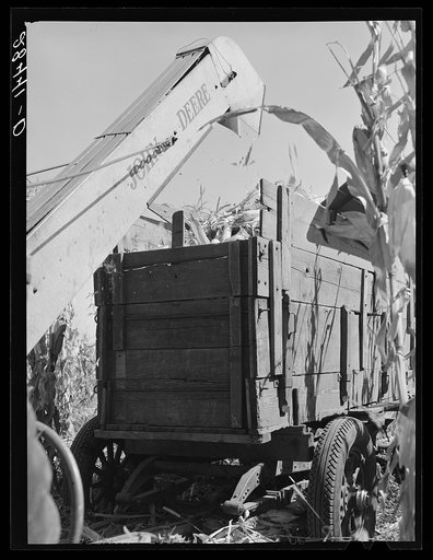 Corn picker. Grundy County, Iowa