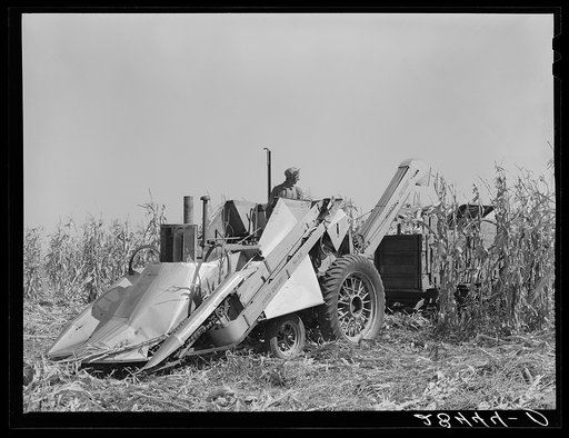Harvesting hybrid corn with mechanical picker. Grundy County, Iowa