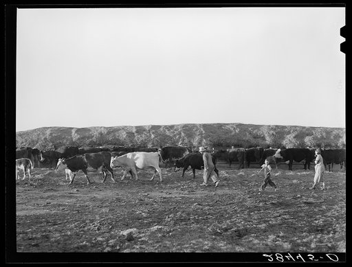 Fred Schmmeckle, FSA (Farm Security Administration) borrower, and his dairy herd on his farm in Weld County, Colorado