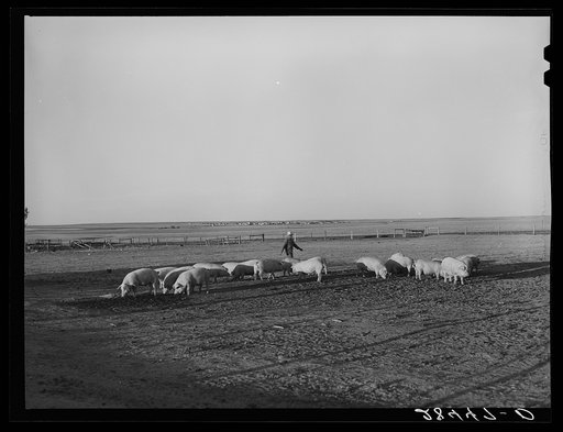 Fred Schmeeckle, FSA (Farm Security Administration) borrower, and the hogs on his dry land farm. Weld County, Colorado