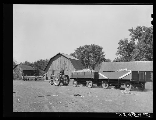 A load of hybrid seed corn is taken to the processing plant. Grundy County, Iowa