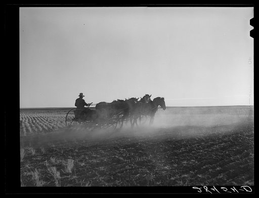 Fred Schmeeckle, FSA (Farm Security Administration) borrower, drilling wheat on his dry-land farm. Weld County, Colorado