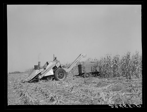 Harvesting hybrid corn with mechanical picker. Grundy County, Iowa